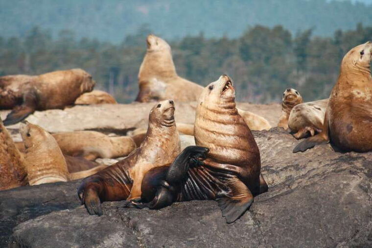 victoria-3-hour-whale-watching-tour
