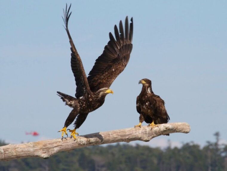 victoria-bc-marine-wildlife-whale-watch-tour