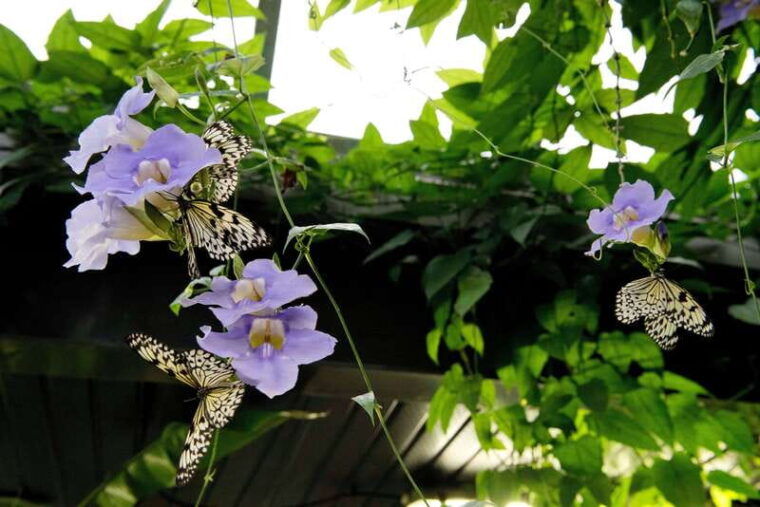 victoria-butterfly-gardens-admission-ticket