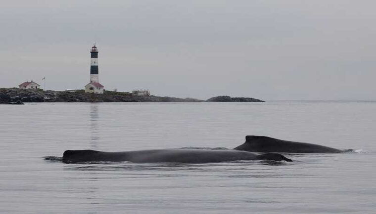 victoria-guided-whale-and-wildlife-watching-cruise