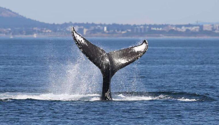 victoria-guided-wildlife-watching-tour-by-catamaran