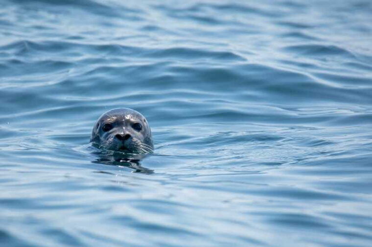 victoria-morning-whale-watching-tour-in-scarab-boat