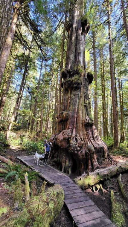 victoria-west-coast-big-tree-coastal-adventure