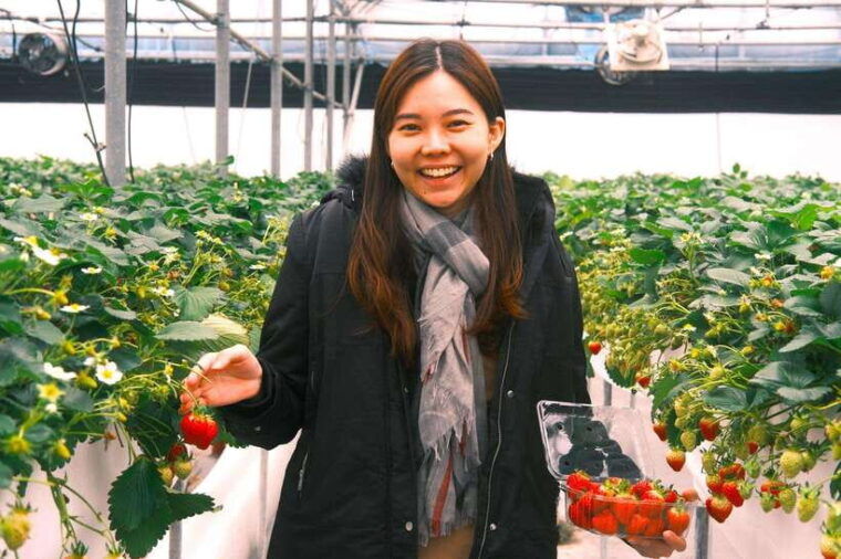 west-jeju-cherry-blossom-strawberry-picking-small-group-tour