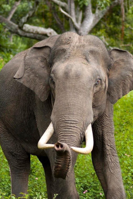 wilpattu-jeep-safari-day-tour-from-trincomalee