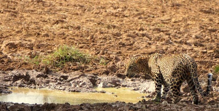wilpattu-national-park-full-day-safari-0600am-1800pm