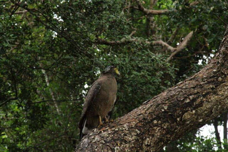 wilpattu-national-park-morning-or-afternoon-safari-2