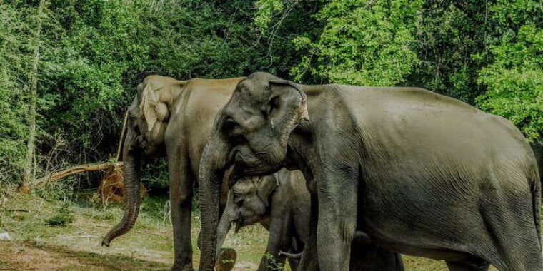 wilpattu-national-park-morning-or-afternoon-safari-3
