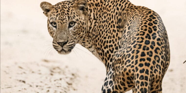 wilpattu-national-park-morning-or-afternoon-safari