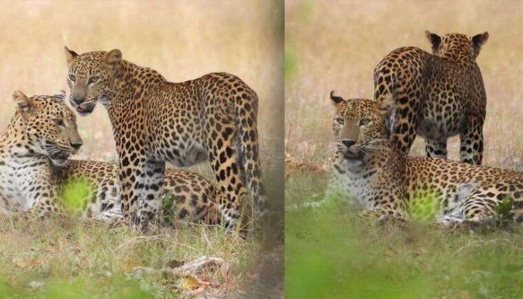 wilpattu-national-park-morning-or-evening-jeep-safari