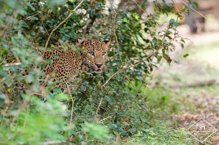 wilpattu-national-park-private-safari-12hrs