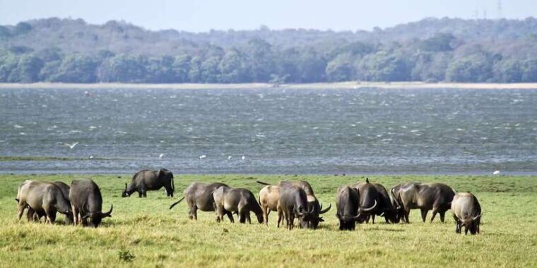wilpattu-national-park-safari-tour-from-colombo