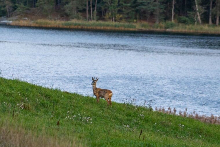 wolf-and-wildlife-tracking-in-sweden-2