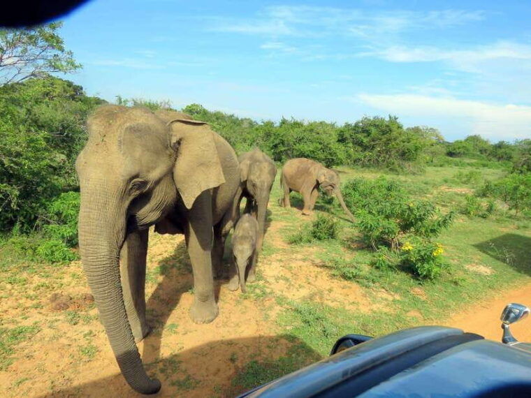 yala-national-park-7-hour-12-hour-leopard-safari-tours
