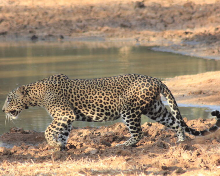 yala-national-park-7-hours-wildlife-safari-tour