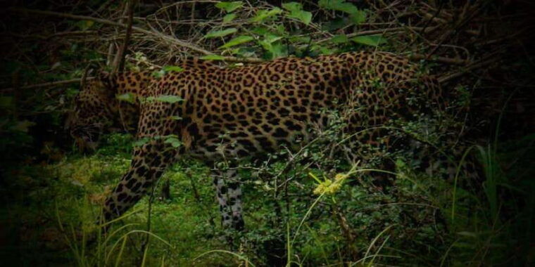 yala-national-park-all-inclusive-private-safari-tour