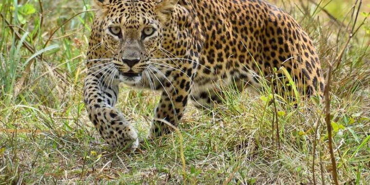 yala-national-park-full-day-safari-tour-from-colombo