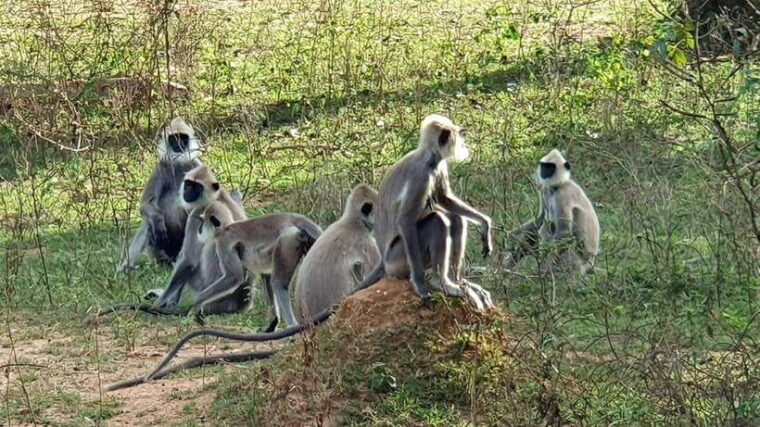yala-national-park-half-day-or-full-day-leopard-safari-tour
