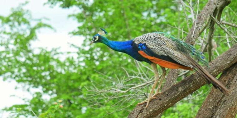 yala-national-park-leopard-safari-day-tour-from-colombo