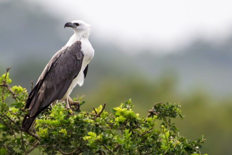 yala-national-park-morning-or-afternoon-golden-hour-safari