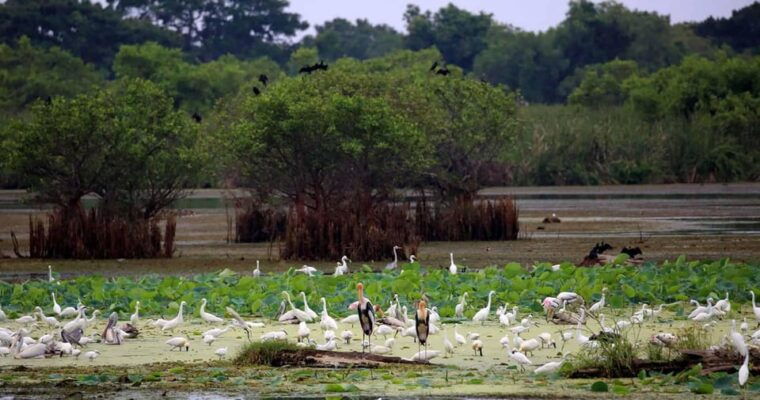 yala-national-park-morning-or-afternoon-leopard-safari-tour