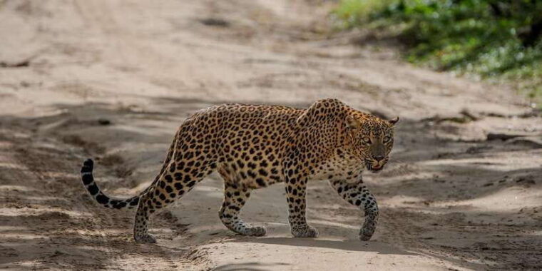 yala-national-park-private-full-day-safari-0400-1800
