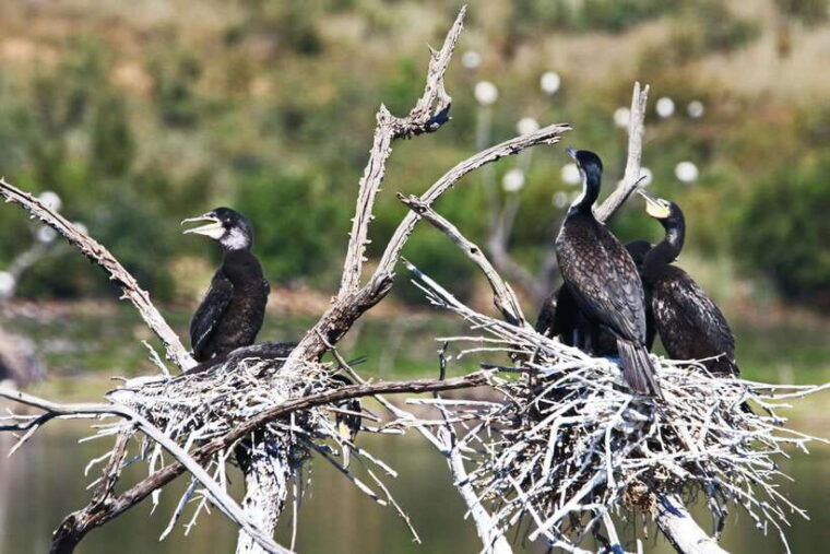 yala-national-park-safari-tours-half-day-full-day