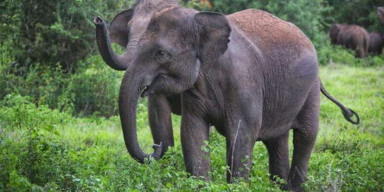 yala-private-safari-full-day-guided-by-a-professional