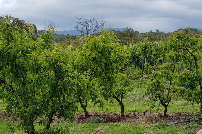 Yarra Valley Wineries and Rayners Orchard Tour from Melbourne - Final Thoughts