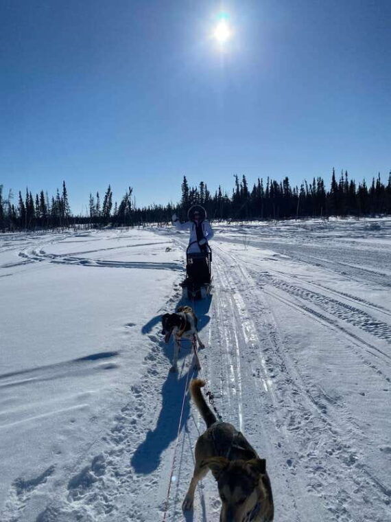 yellowknife-dog-sledding-tour