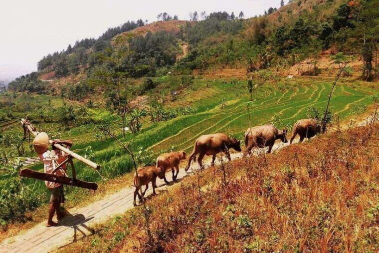 yogyakarta-selogriyo-temple-and-rice-terrace-soft-trekking