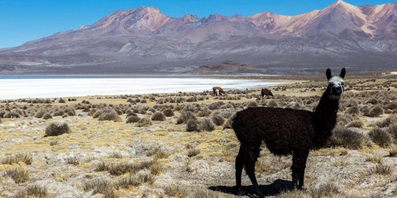 8-hour-tour-in-arequipa-laguna-de-salinas-with-pickup