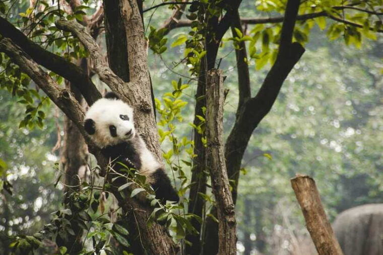 2-day-chengdu-mount-qingcheng-heritage-tour