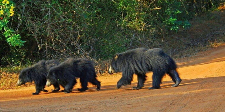 2-day-ella-and-yala-safari-tour-tour-from-colombo