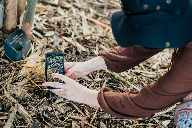 2-Hour Mushroom Photography Activity in Cairns Botanic Gardens - Who Would Enjoy This Experience?  