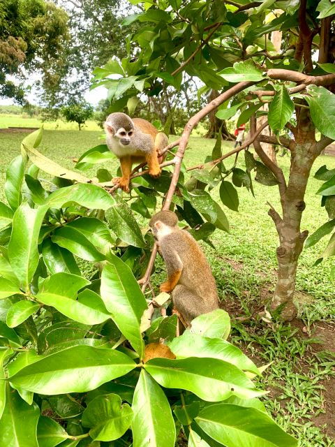 3-day-all-inclusive-guided-jungle-tour-from-iquitos-2