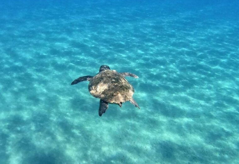 agios-sostis-marathonissi-keri-caves-and-turtle-spotting