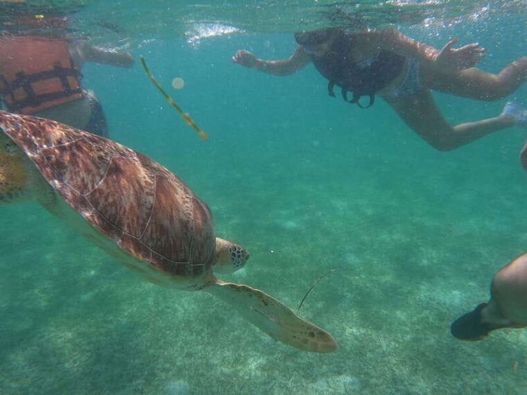 akumal-guided-snorkeling-with-sea-turtles