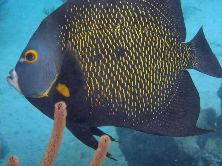 akumal-swimming-with-turtles-tour