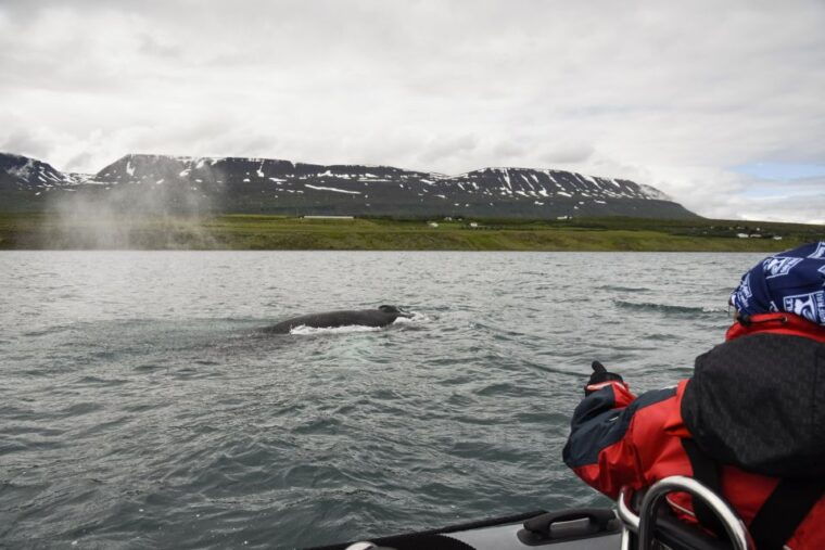 akureyri-2-hour-whale-watching-express-by-rib-speedboat