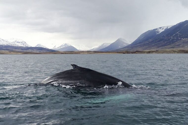 akureyri-whale-watching-in-the-midnight-sun