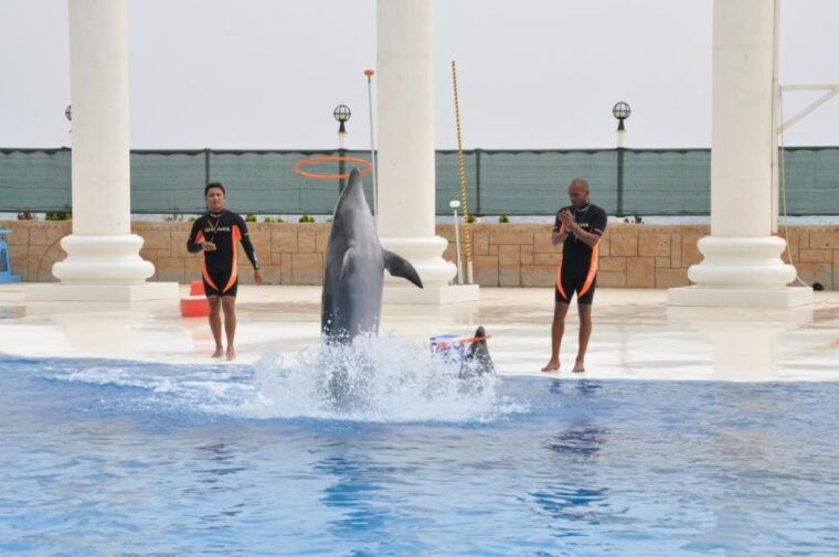 alanya-dolphin-and-seal-show-ticket-with-hotel-transfers