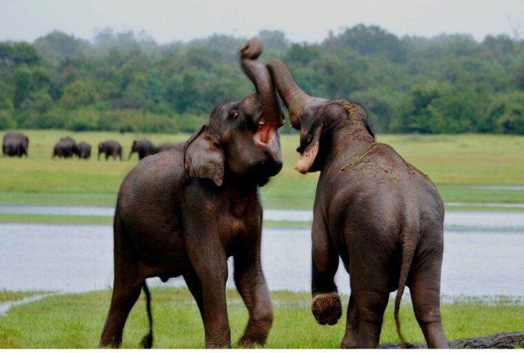 anuradhapura-morning-or-evening-safari-at-wilpattu-private