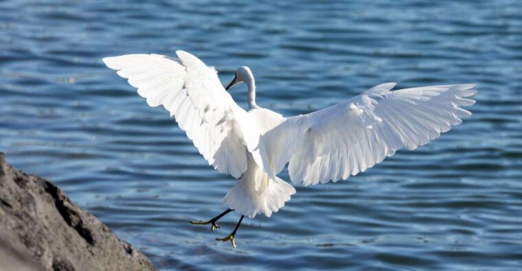 azores-marine-birdwatching-expedition-5