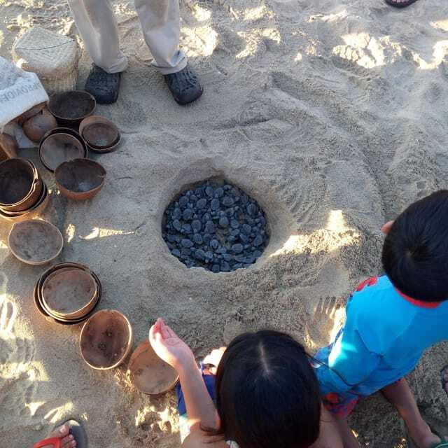 baby-sea-turtles-release-in-puerto-escondido