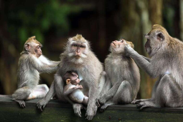 bali-atv-water-rafting-and-monkey-forest-tour