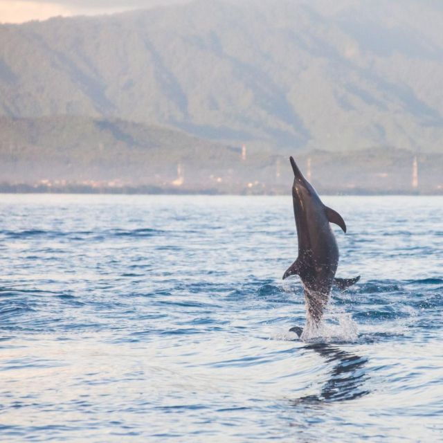 bali-bliss-dolphin-lovina-private-expedition