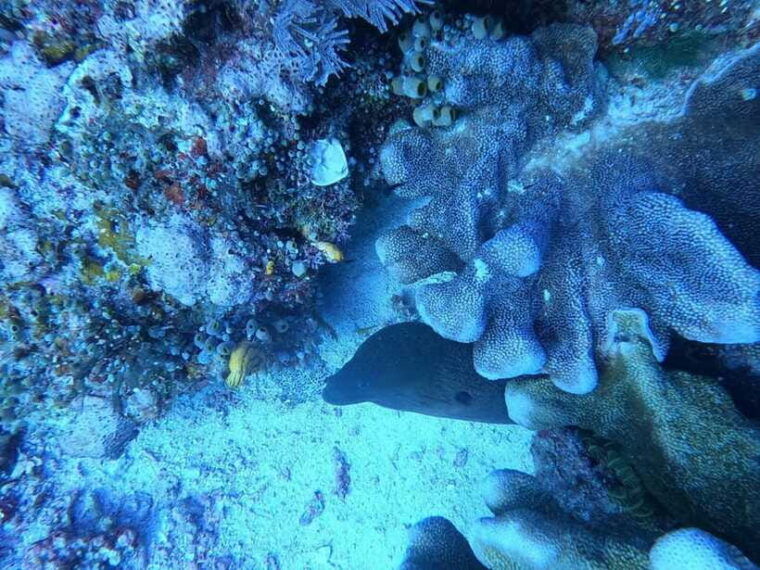 bali-blue-lagoon-and-tanjung-jepun-snorkeling-tour-with