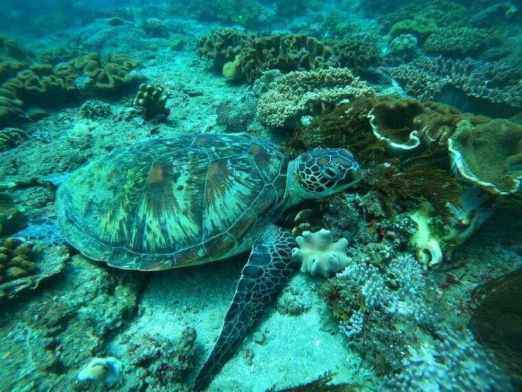 bali-blue-lagoon-and-tanjung-jepun-snorkeling-tour