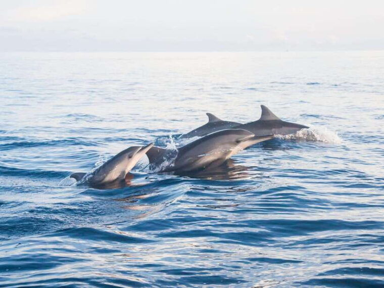 bali-dolphin-watching-aling-aling-waterfall-and-coffee